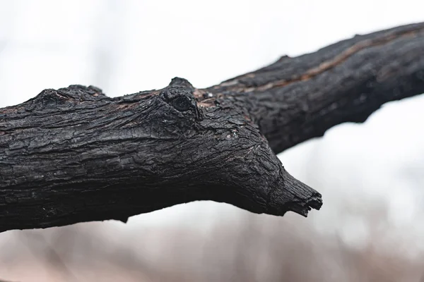 Carbonized Tree Fire Stock Photo Gloomy Tree Close — Stock Photo, Image