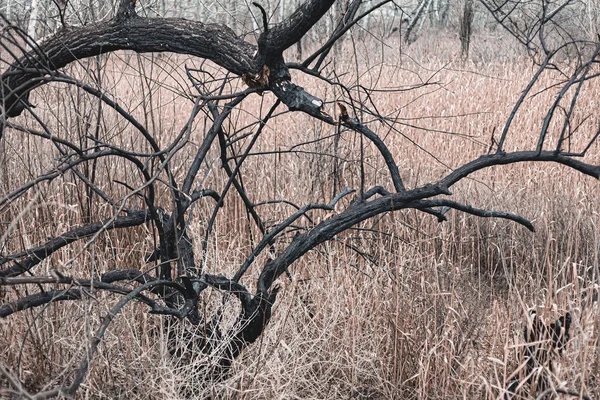 火の後に炭化した木 ストックフォト暗い木 クローズアップ — ストック写真