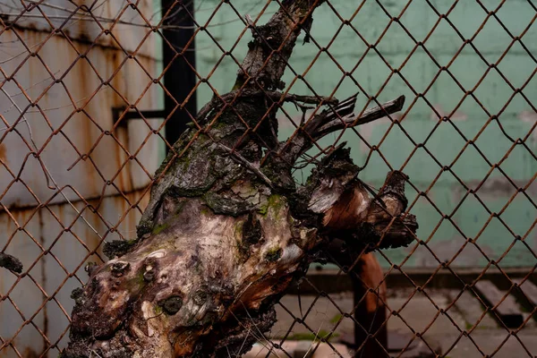 Dead Tree Has Grown Rusty Metal Mesh — 스톡 사진