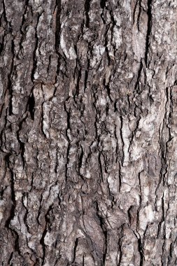 Ağaç kabuğunun dokusu gridir. Stok fotoğraf arkaplan kabuğu yakın plan.