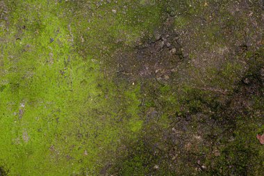 Yosun kaplı çimento arkaplanının stok fotoğraf dokusu.