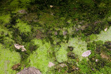 Yosun kaplı çimento arkaplanının stok fotoğraf dokusu.