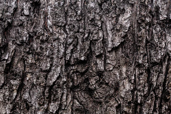 Trädbarkens Konsistens Grå Lagerfoto Bakgrund Bark Närbild — Stockfoto