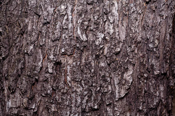 Texture Tree Bark Gray Stock Photo Background Bark Close — 스톡 사진