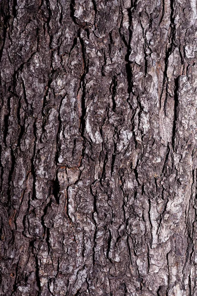 Texture Tree Bark Gray Stock Photo Background Bark Close — Stock Photo, Image