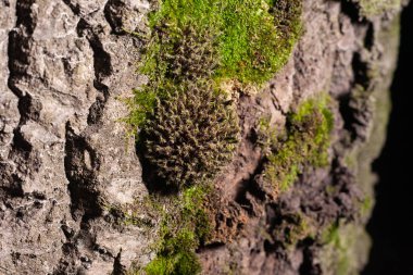 Ağacın kabuğu yosun ile kaplıdır. Ağaç kabuğunun stok fotoğraf dokusu.