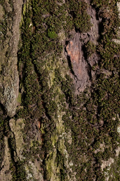 Die Rinde Eines Baumes Ist Mit Moos Bedeckt Archivfoto Textur — Stockfoto