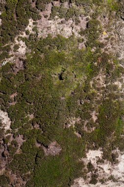 Ağacın kabuğu yosun ile kaplıdır. Ağaç kabuğunun stok fotoğraf dokusu.