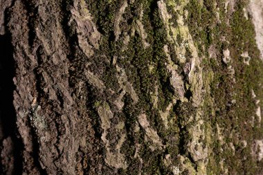 Ağacın kabuğu yosun ile kaplıdır. Ağaç kabuğunun stok fotoğraf dokusu.