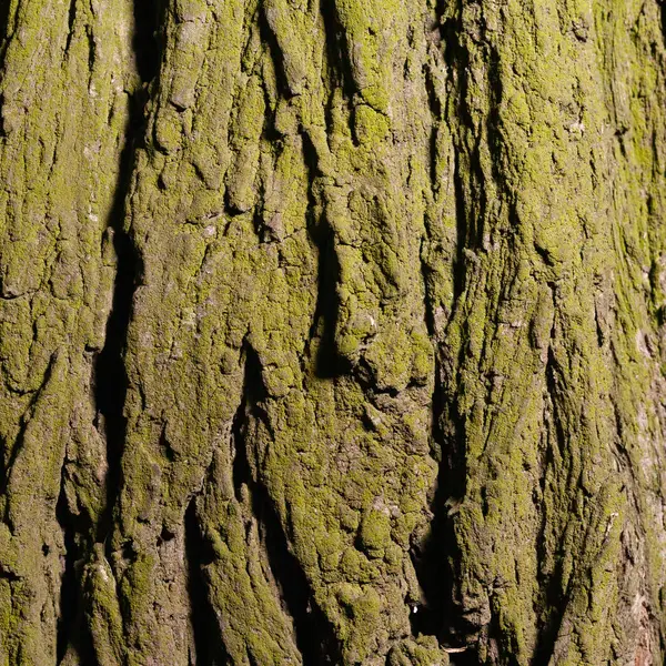 树皮上覆盖着苔藓 树皮的树冠照片纹理 — 图库照片