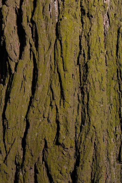 Schors Van Een Boom Bedekt Met Mos Stockfoto Textuur Van — Stockfoto