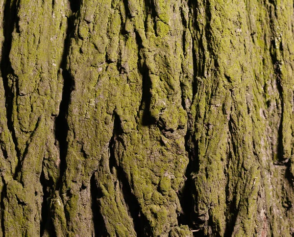 Corteza Árbol Está Cubierta Musgo Stock Foto Textura Una Corteza — Foto de Stock