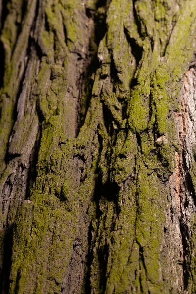 Die Rinde Eines Baumes Ist Mit Moos Bedeckt Archivfoto Textur — Stockfoto