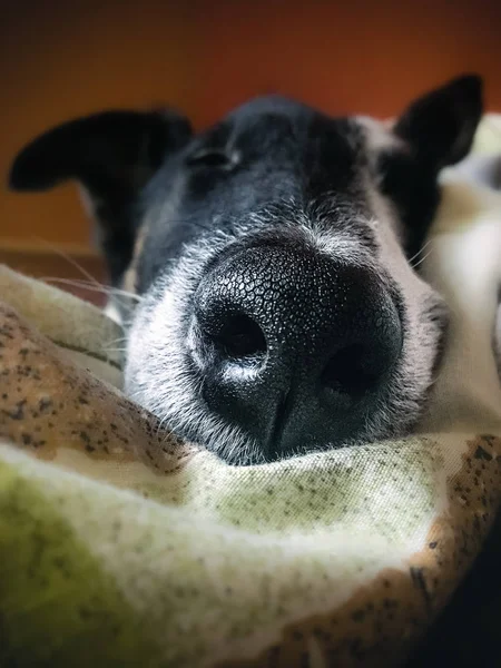 Funny dog sleeps on the owners bed. Stock photo of a dog nose close-up.