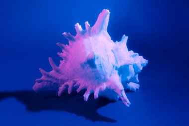 Chicoreus ramosus kabuğu koyu bir arka planda ve neon ışıkları var. Stok fotoğrafı: Chicoreus ramosus.