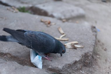 Tıbbi maske ve dünyanın kuşu. Güvercin ve tıbbi maske. Doğa kirliliği kavramı ve kuşlardan bulaşan enfeksiyon. Küresel koronavirüs sorunları.