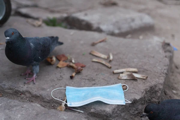 Medische Masker Vogel Van Wereld Duif Medisch Masker Het Begrip — Stockfoto