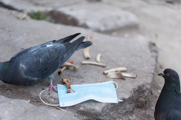 Medische Masker Vogel Van Wereld Duif Medisch Masker Het Begrip — Stockfoto