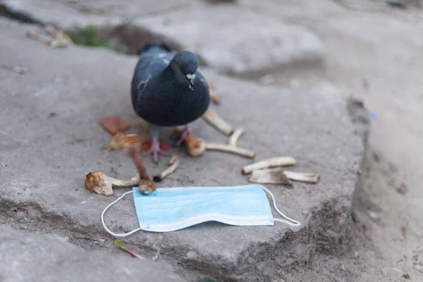 Medische Masker Vogel Van Wereld Duif Medisch Masker Het Begrip — Stockfoto