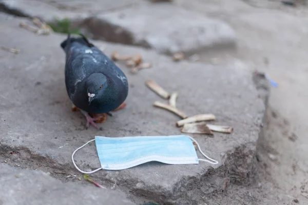 Medische Masker Vogel Van Wereld Duif Medisch Masker Het Begrip — Stockfoto