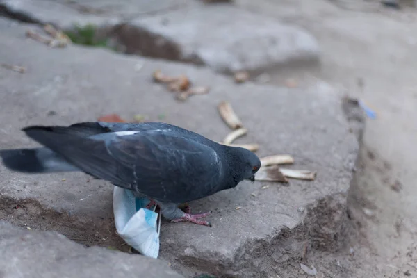 Медична Маска Птах Світу Голуб Медична Маска Концепція Природного Забруднення — стокове фото