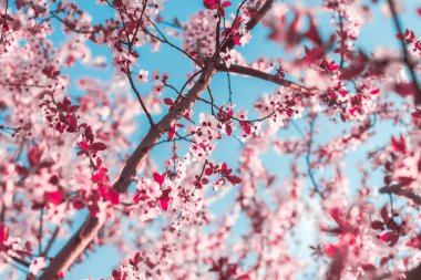 Mavi gökyüzüne karşı pembe çiçeklerle çiçek açan ağaç dalları şeklinde bahar arkaplanı. Bahar çiçekleri. Çiçek açan bir ağaç ve güneş gökyüzü ile güzel bir doğa sahnesi. Paskalya güneşli bir gün. Baharda.