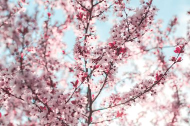 Mavi gökyüzüne karşı pembe çiçeklerle çiçek açan ağaç dalları şeklinde bahar arkaplanı. Bahar çiçekleri. Çiçek açan bir ağaç ve güneş gökyüzü ile güzel bir doğa sahnesi. Paskalya güneşli bir gün. Baharda.