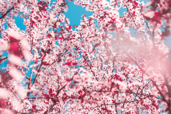 Spring Background Form Flowering Tree Branches Pink Flowers Blue Sky — Stock Photo, Image