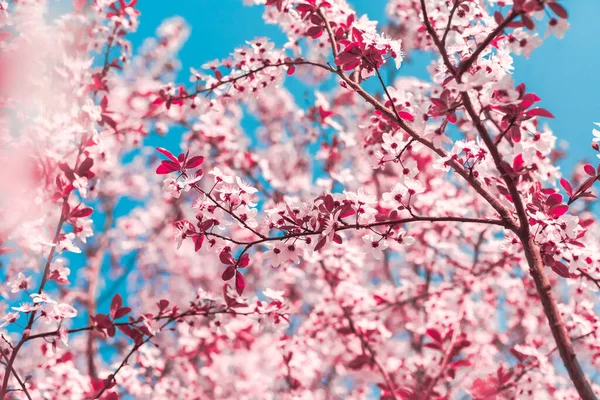 Spring Background Form Flowering Tree Branches Pink Flowers Blue Sky — Stock Photo, Image