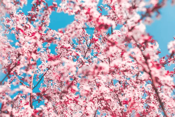 青空を背景にピンク色の花を咲かせる木の枝の形をした春の背景 春の花 開花木と太陽の空と美しい自然シーン 晴れた日にイースター 春には — ストック写真