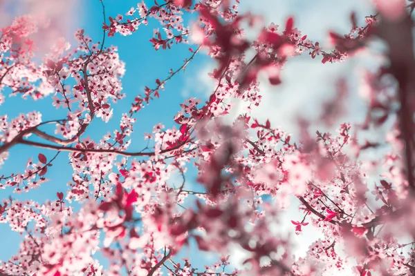 Spring Background Form Flowering Tree Branches Pink Flowers Blue Sky — Stock Photo, Image