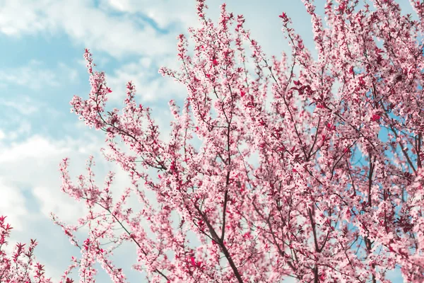 Spring Background Form Flowering Tree Branches Pink Flowers Blue Sky — Stock Photo, Image