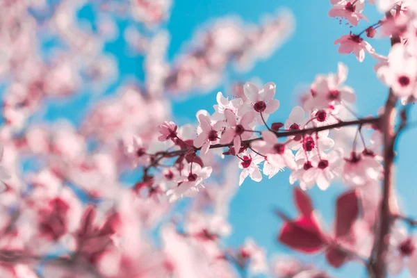 Spring Background Form Flowering Tree Branches Pink Flowers Blue Sky — Stock Photo, Image