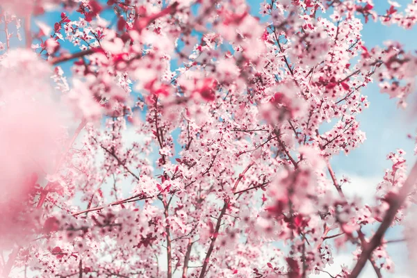 Весенний Фон Виде Цветущих Ветвей Дерева Розовыми Цветами Голубом Небе — стоковое фото