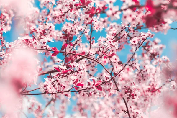 Spring Background Form Flowering Tree Branches Pink Flowers Blue Sky — Stock Photo, Image