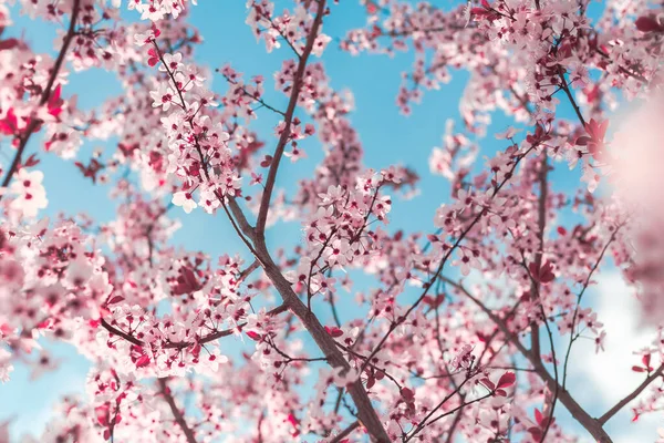 Spring Background Form Flowering Tree Branches Pink Flowers Blue Sky — Stock Photo, Image