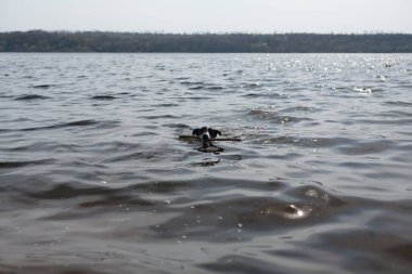 Köpek suda bir sopayla oynuyor. Kıyıdaki bir nehirde bir köpek yüzer..