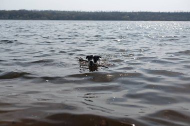 Köpek suda bir sopayla oynuyor. Kıyıdaki bir nehirde bir köpek yüzer..