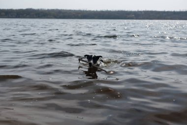 Köpek suda bir sopayla oynuyor. Kıyıdaki bir nehirde bir köpek yüzer..