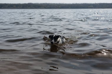 Köpek suda bir sopayla oynuyor. Kıyıdaki bir nehirde bir köpek yüzer..