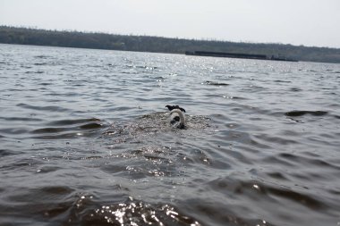 Köpek suda bir sopayla oynuyor. Kıyıdaki bir nehirde bir köpek yüzer..