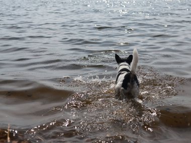 Köpek suda bir sopayla oynuyor. Kıyıdaki bir nehirde bir köpek yüzer..