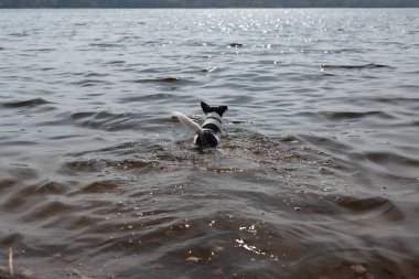 Köpek suda bir sopayla oynuyor. Kıyıdaki bir nehirde bir köpek yüzer..