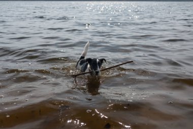 Köpek suda bir sopayla oynuyor. Kıyıdaki bir nehirde bir köpek yüzer..