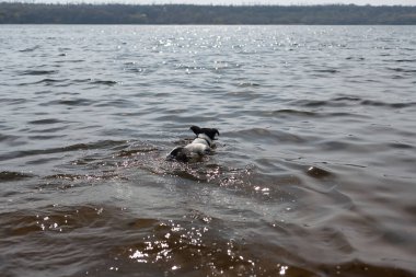 Köpek suda bir sopayla oynuyor. Kıyıdaki bir nehirde bir köpek yüzer..