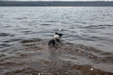 Köpek suda bir sopayla oynuyor. Kıyıdaki bir nehirde bir köpek yüzer..