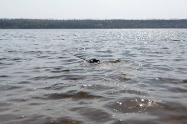 Köpek suda bir sopayla oynuyor. Kıyıdaki bir nehirde bir köpek yüzer..