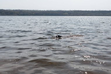 Köpek suda bir sopayla oynuyor. Kıyıdaki bir nehirde bir köpek yüzer..