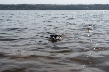Köpek suda bir sopayla oynuyor. Kıyıdaki bir nehirde bir köpek yüzer..