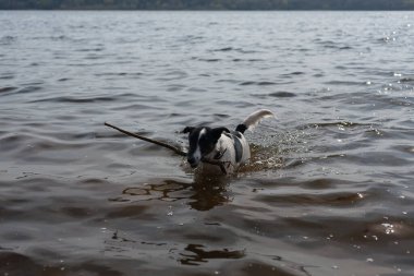Köpek suda bir sopayla oynuyor. Kıyıdaki bir nehirde bir köpek yüzer..